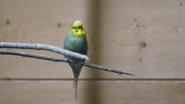 Leuke Groene Parkiet Die Terugkeert Terwijl Hij Een Tak Kooi — Stockvideo