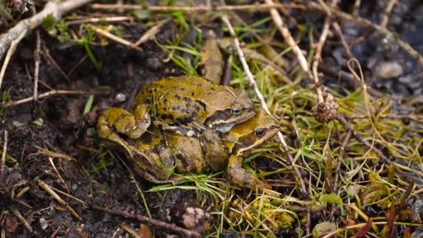 Pair Yellow Frogs Copulating Mountain Creek Mating Season Close — Stock Video
