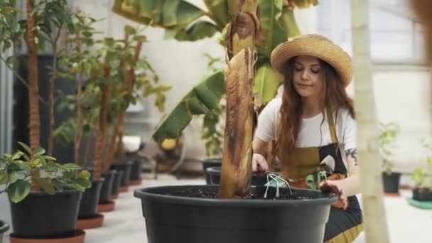 Piękna Młoda Kobieta Dba Tropikalne Drzewo Garnku — Wideo stockowe