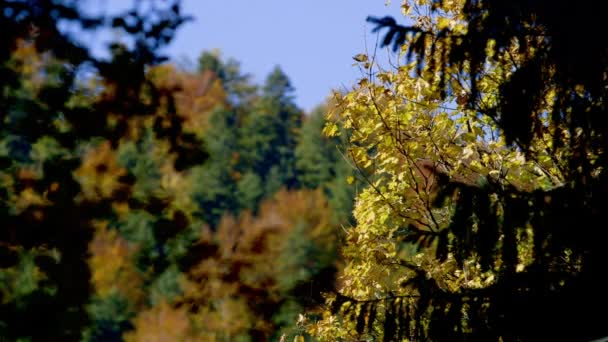 Focus Pull間の見事な秋のマルチカラーツリー ルーマニア — ストック動画