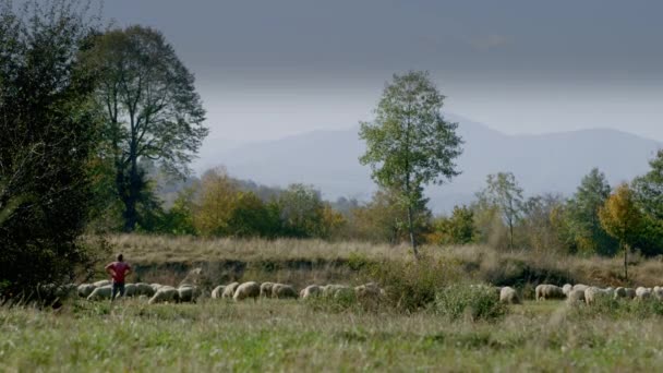 Wide Shot Een Herder Staat Met Zijn Kudde Schapen Zonnige — Stockvideo