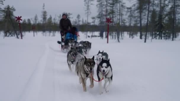 Husky Ride Tevékenység Télen Muonio Önkormányzata Finnország Közelében Lappföld Skandinávia — Stock videók