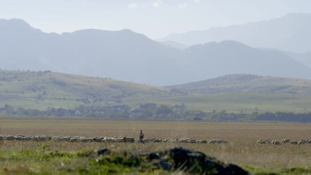 閉鎖羊の群れと羊飼いの見事なショットの後ろの山と羊の群れ — ストック動画