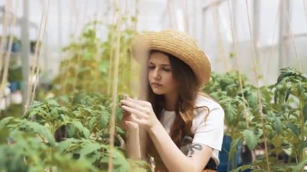 Großaufnahme Porträt Einer Gärtnerin Beim Anblick Von Tomaten — Stockvideo