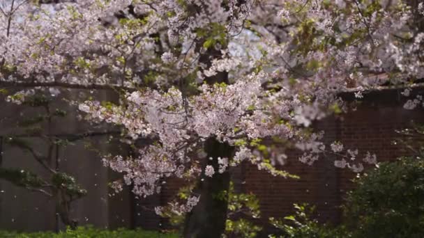 Sakura Tree Blossom Falling Slow Motion Temporada Primavera Japão — Vídeo de Stock
