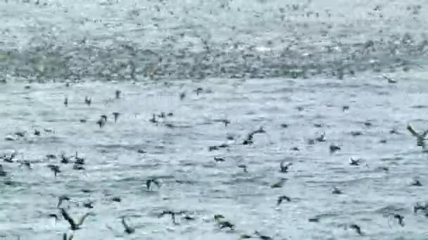 Duizenden Vogels Meeuwen Vliegen Boven Het Zeewater — Stockvideo