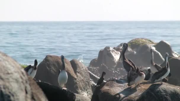 Peruwiańscy Pelikani Pelecanus Thagus Stojący Skałach Pustynnym Wybrzeżu Atacama Chile — Wideo stockowe