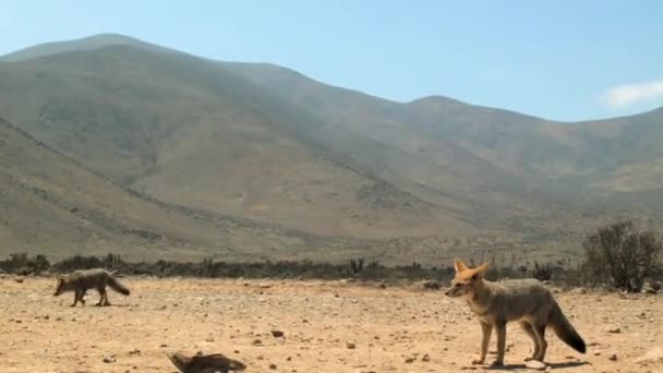 Culpeo Fox Der Atacama Wüste Mit Der Bergkette Hintergrund Breit — Stockvideo