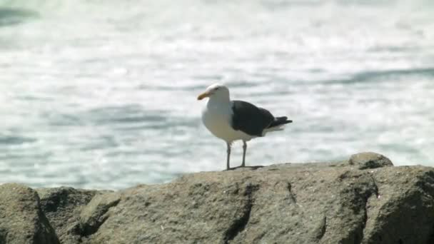 Seagull Perched Rock Beach Blurry Ocean Waves Background — Stock Video