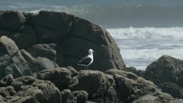 Fiskmås Uppflugen Rocks Beach Ocean Waves Bakgrunden Soligt — Stockvideo