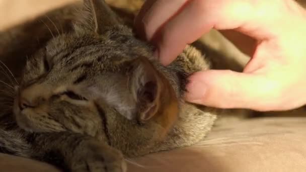 Kafkas Okşayan Sevimli Uyuyan Kedisi Kapatın Parazit — Stok video