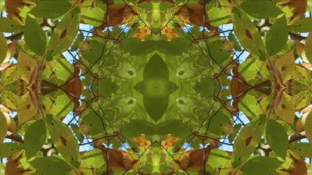 Nature Kaleidoscope Looping 60Fps Wissahickon Creek Táj — Stock videók