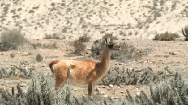 Barna Guanaco Áll Atacama Sivatagban Hőhullám Közepén Statikus — Stock videók