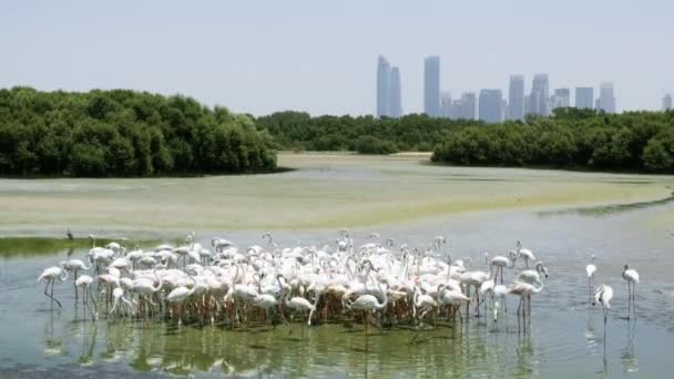 Flamingók Egy Nagy Csoportja Táplálkozik Ras Khor Vadvédelmi Szentélyben Dubaiban — Stock videók