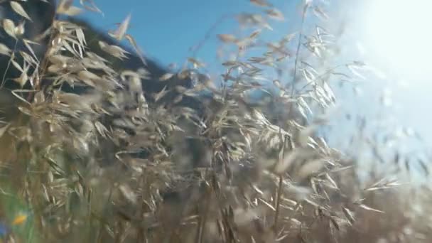 Солнечный Свет Падает Дикую Траву Дующую Ветру — стоковое видео