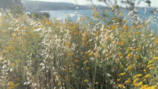 Mix Wild Grass Flowers Blooming Coastline — Stock Video