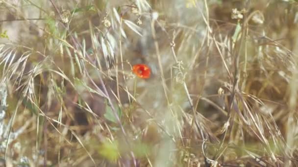 Один Цветок Мака Сидит Количество Дикой Травы — стоковое видео