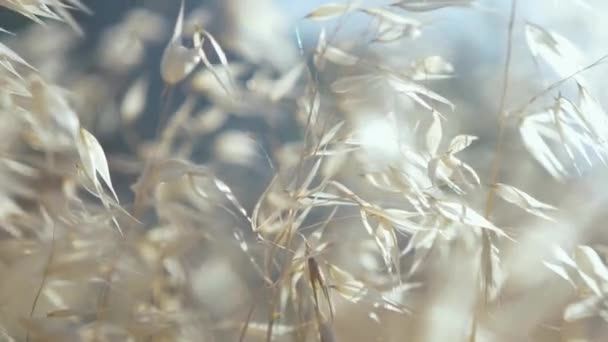 Schöne Filmische Aufnahme Wildes Gras Das Sonnenlicht Weht — Stockvideo