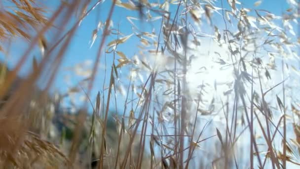 Güneş Işığı Rüzgarda Hafifçe Esen Yabani Otların Arasında Parlıyor — Stok video