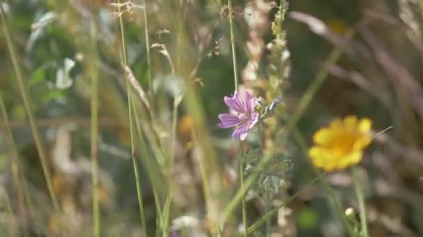 Bunte Wildblumen Fließen Sanft Der Sommerbrise — Stockvideo