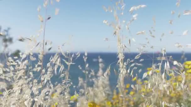 Vilt Gräs Och Blommor Blommar Förgrunden Stormigt Hav — Stockvideo