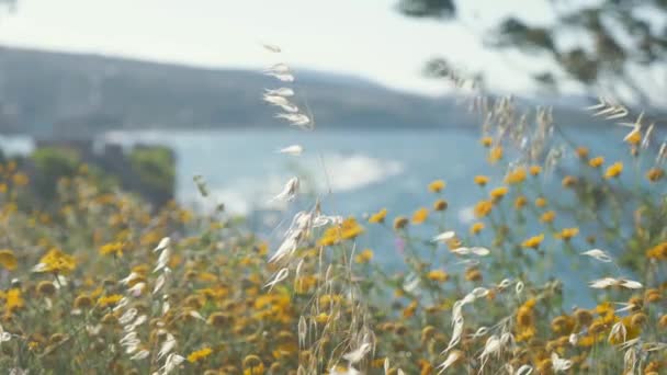 Vivaci Fiori Selvatici Erba Fioriscono Lungo Costa Rack Focus Mare — Video Stock