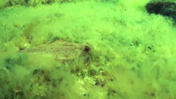 Europese Bot Platichthys Flesus Ligt Zeebodem Bedekt Met Groene Algen — Stockvideo