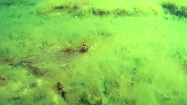 Linguado Europeu Platichthys Flesus Muda Posição Fundo Mar Coberto Algas — Vídeo de Stock