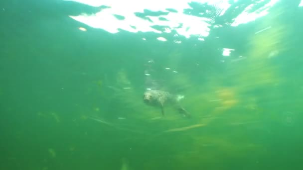 Foca Gris Nadando Bajo Agua Cerca Superficie Aguas Turbias Del — Vídeos de Stock