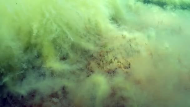 爱沙尼亚波罗的海海底覆盖着绿藻的斜纹金枪鱼 Nerophis Ophidion — 图库视频影像
