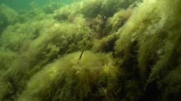 Pipefish Museau Droit Nerophis Ophidion Fond Recouvert Algues Vertes Dans — Video