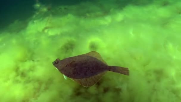 Passera Pianuzza Europea Platichthys Flesus Nuota Vicino Fondo Del Mar — Video Stock