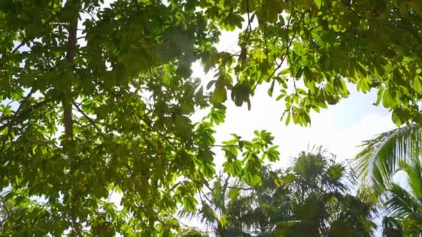 Lentille Solaire Flare Travers Une Belle Jungle Tropicale Feuillage Palmiers — Video