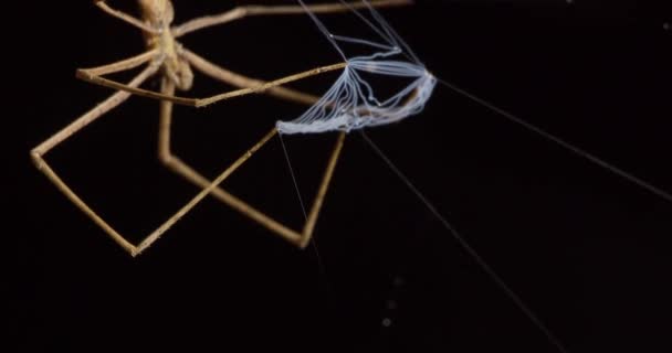 Σούπερ Κοντινό Πλάνο Του Net Casting Spider Κρατώντας Δίχτυ Μπροστά — Αρχείο Βίντεο