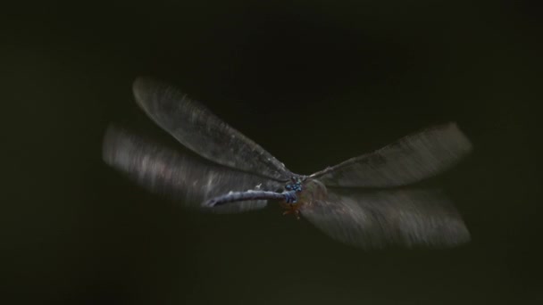 Dragonfly Kijkt Weg Van Camera Als Zijn Transparante Vleugels Worden — Stockvideo