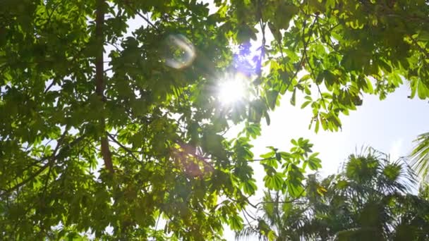 Soleil Brille Travers Les Feuilles Vertes Luxuriantes Arbres Tropicaux — Video