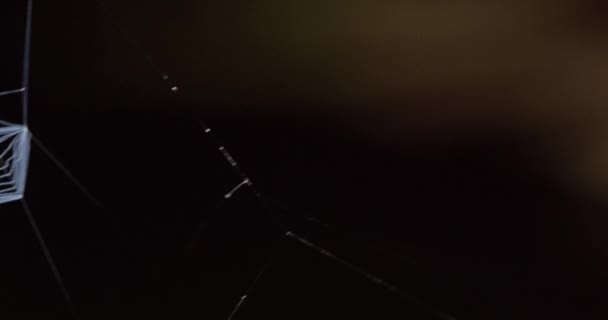 Slider Shot Ενός Απορριπτόμενου Net Net Casting Spider Σκούρο Φόντο — Αρχείο Βίντεο
