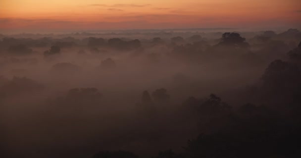 Deep Orange Dawn Heavenly Beautiful Rainforest Mist Upto Canopy Forest — Stock Video