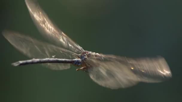 Mengambang Dragonfly Dengan Cahaya Jatuh Pada Sayapnya Membuat Mereka Bersinar — Stok Video