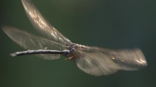 Hovering Libellule Avec Lumière Tombant Sur Ses Ailes Les Faisant — Video