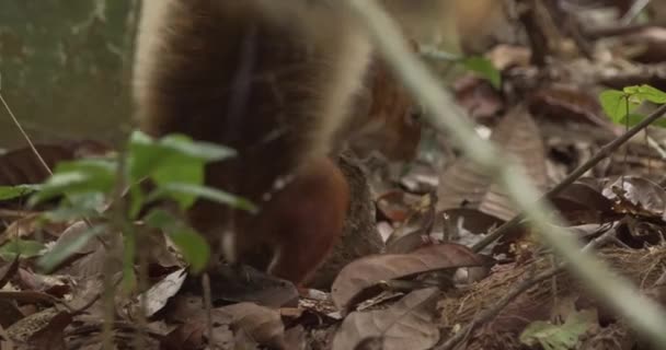 Red Squirrel Jumps Tree Grab Nut Tries Chew Handle Crack — Stock Video