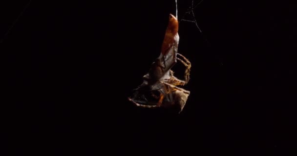 Orb Waver Spider Spinning Web Hunted Wasp Injecting Venom Digest — Stock Video