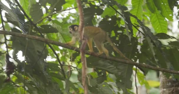 缓慢运动的黑冠松鼠猴子穿过热带雨林树冠中的树枝 — 图库视频影像