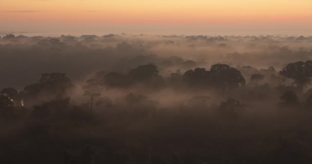 Pan Una Bella Alba Sulla Vasta Nebbia Foresta Pluviale Peruviana — Video Stock