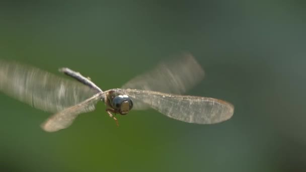 蜻蜓在森林中飞行 面对着镜头 绿色背景的苍蝇飞去了 — 图库视频影像