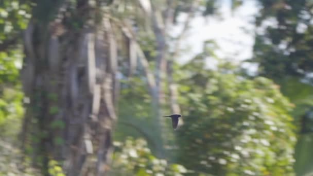 Panning Attraverso Baldacchino Dopo Fuga Della Rondine Caccia Tra Gli — Video Stock