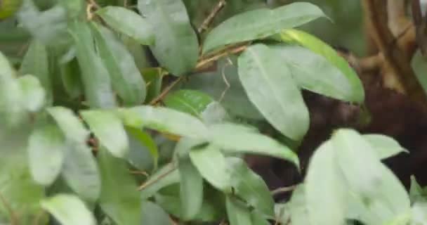 Curious Looking Troupe Brown Capuchin Monkeys Eating Fruits Peruvian Rainforest — Stock Video