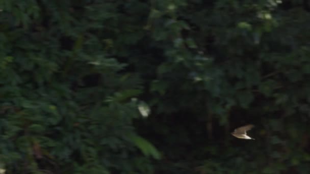 Samotna Jaskółka Przelatująca Obok Baldachimu Lasu Deszczowego — Wideo stockowe