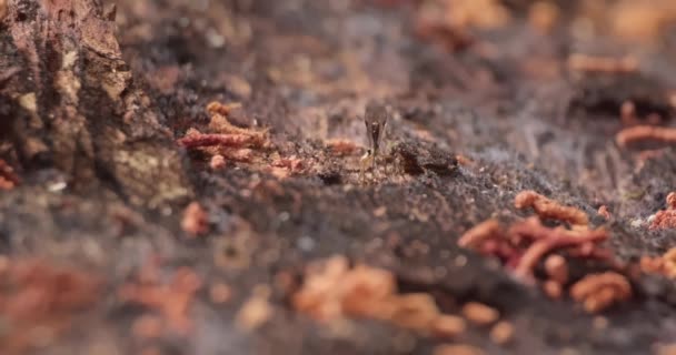 Parasitoïde Wesp Zoekt Een Slachtoffer Voor Het Leggen Van Het — Stockvideo