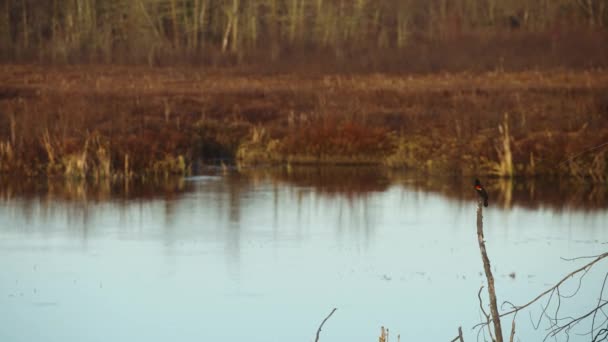 Majestueuze Zeldzame Rode Gevlekte Zwarte Vogel Vogelreservaat Gouden Uur 60P — Stockvideo